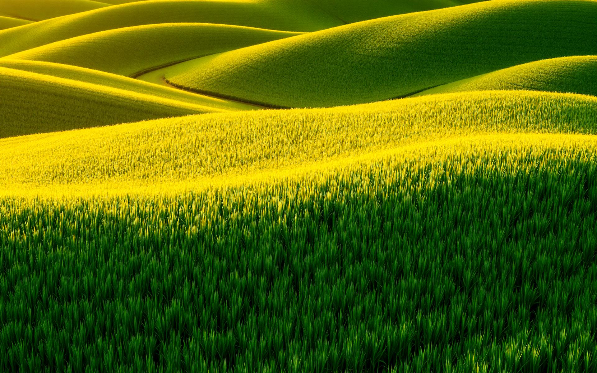 Rolling green agricultural fields at golden hour